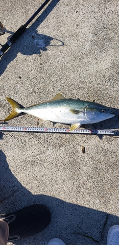 ハマチの釣果