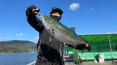 ヒラマサの釣果