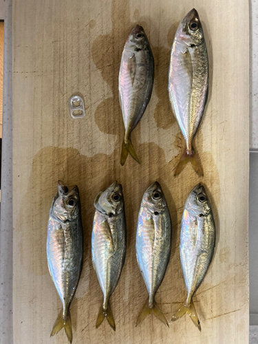 アジの釣果