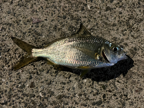 クロサギの釣果