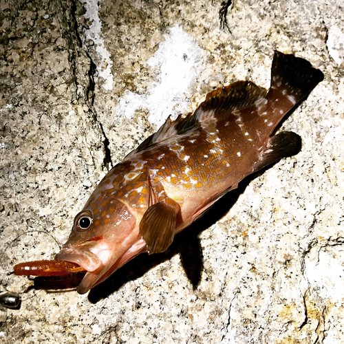 アコウの釣果