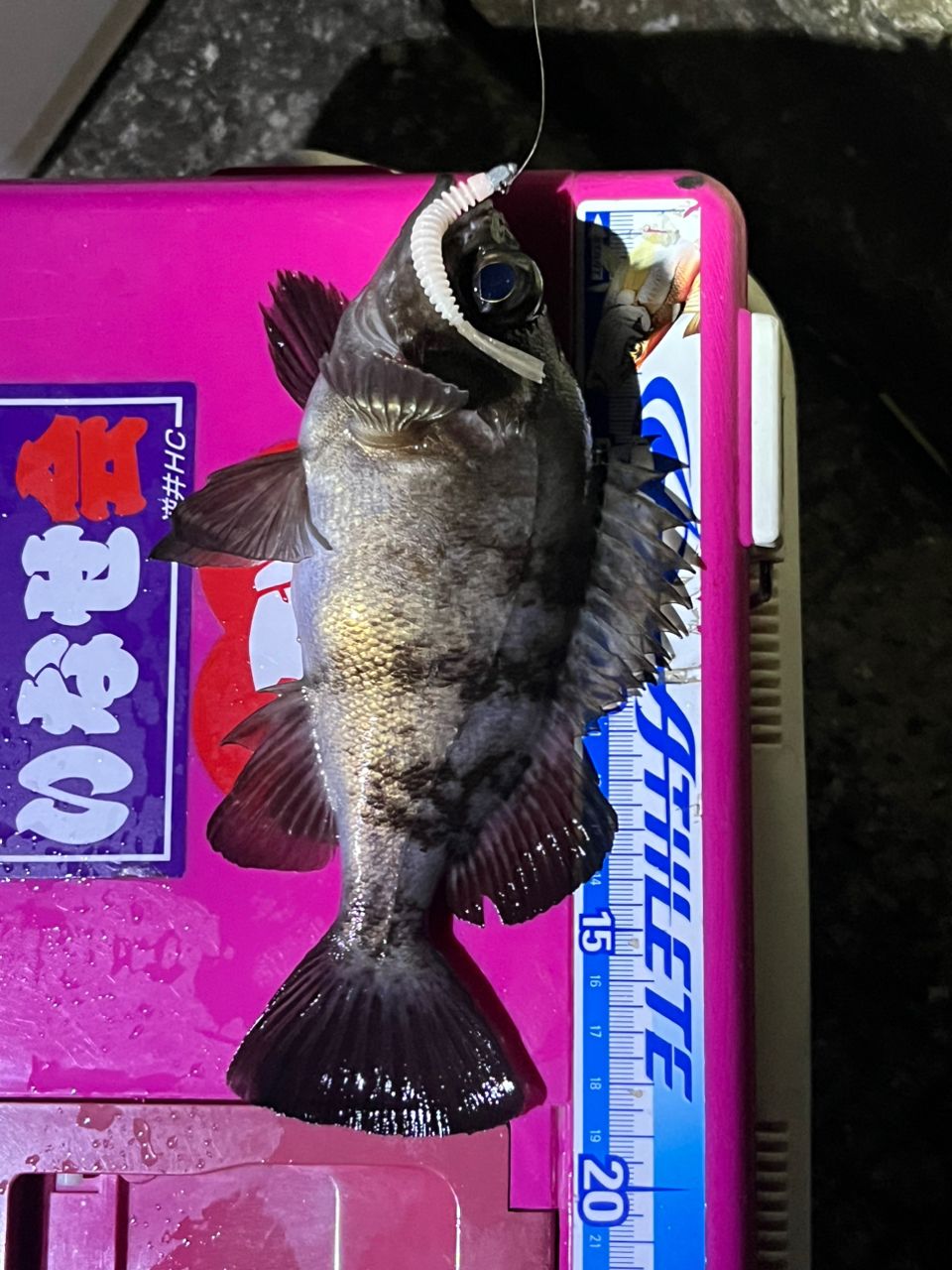 メバル