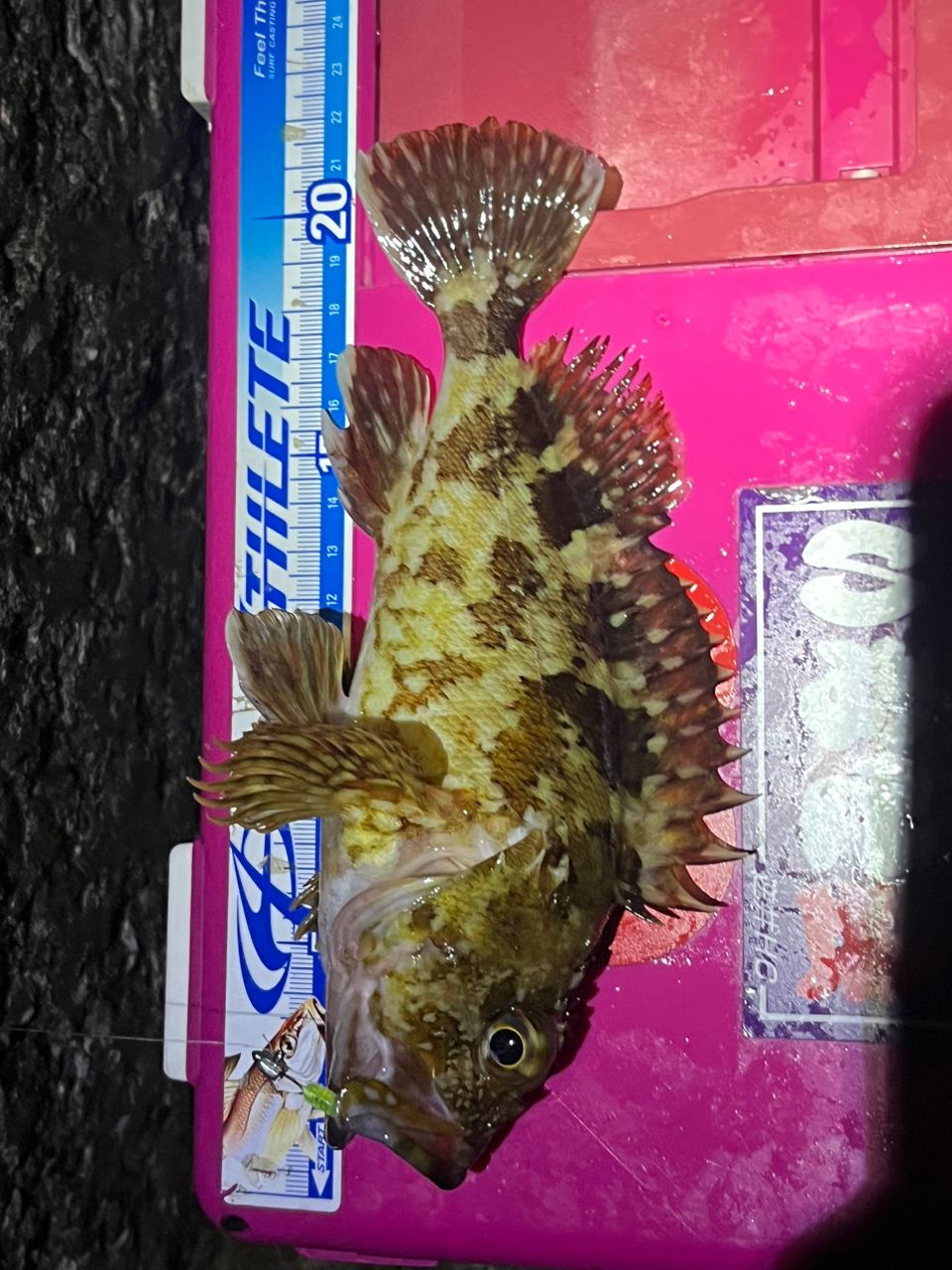 メバル