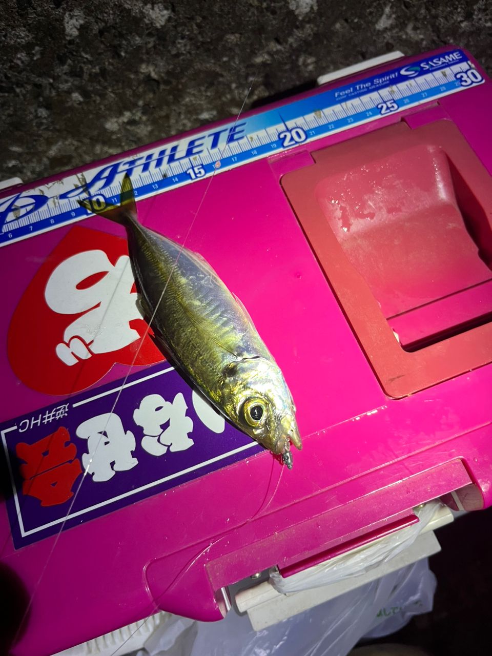 メバル