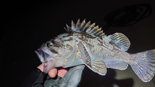 クロソイの釣果