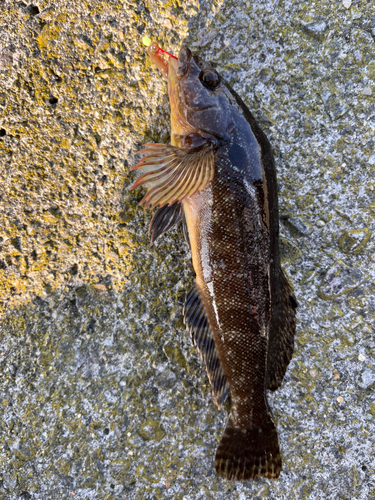 アイナメの釣果