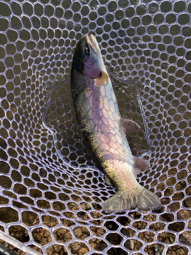 ニジマスの釣果