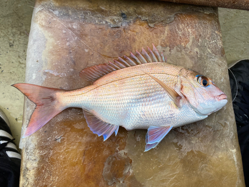 マダイの釣果