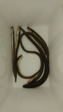 マアナゴの釣果