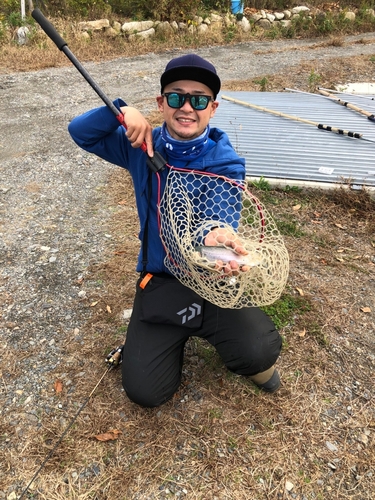 ニジマスの釣果