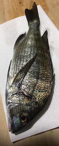 チヌの釣果