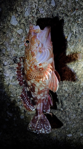 カサゴの釣果