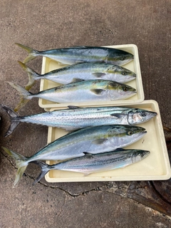 サワラの釣果