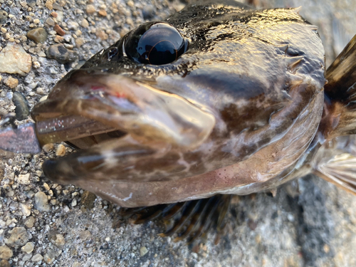 タケノコメバルの釣果