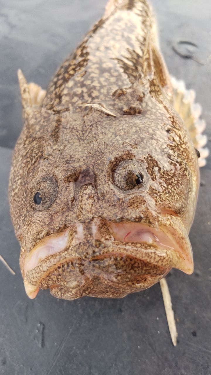 海賊ジャックさんの釣果 3枚目の画像