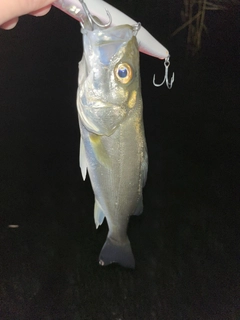 セイゴ（マルスズキ）の釣果