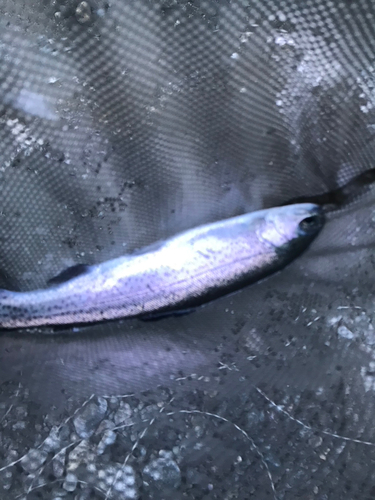 ニジマスの釣果