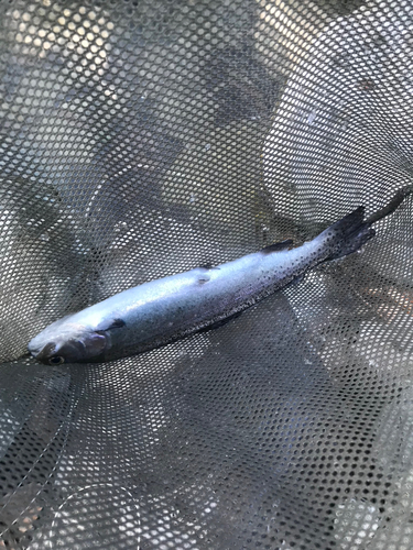 ニジマスの釣果