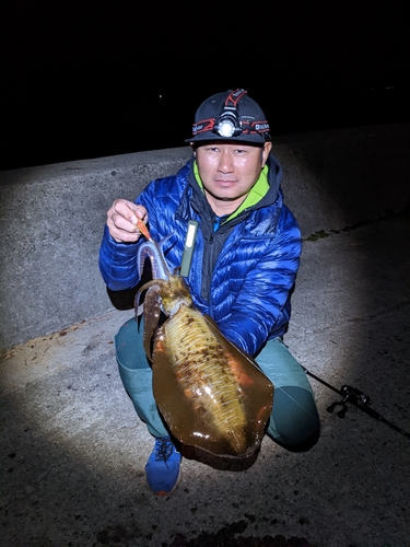 アオリイカの釣果