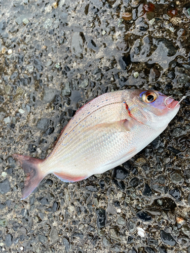 タイの釣果