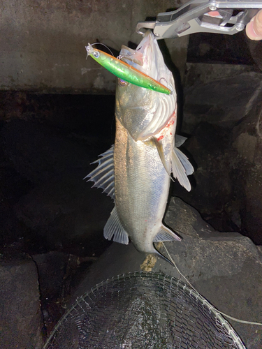 シーバスの釣果