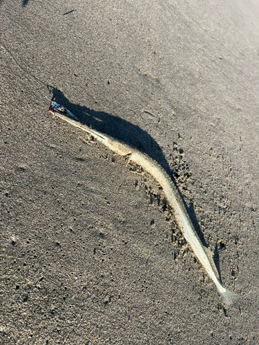 ダツの釣果