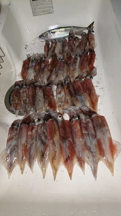 ヤリイカの釣果
