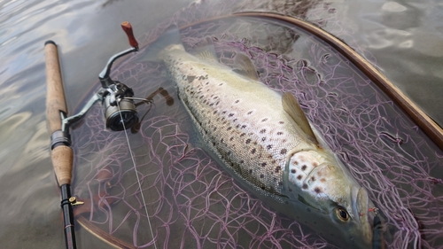 ブラウントラウトの釣果