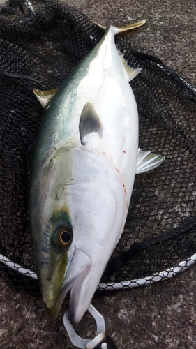 メジロの釣果