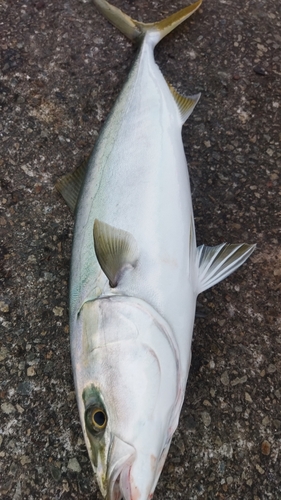 メジロの釣果