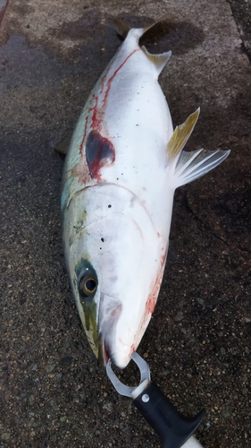 メジロの釣果