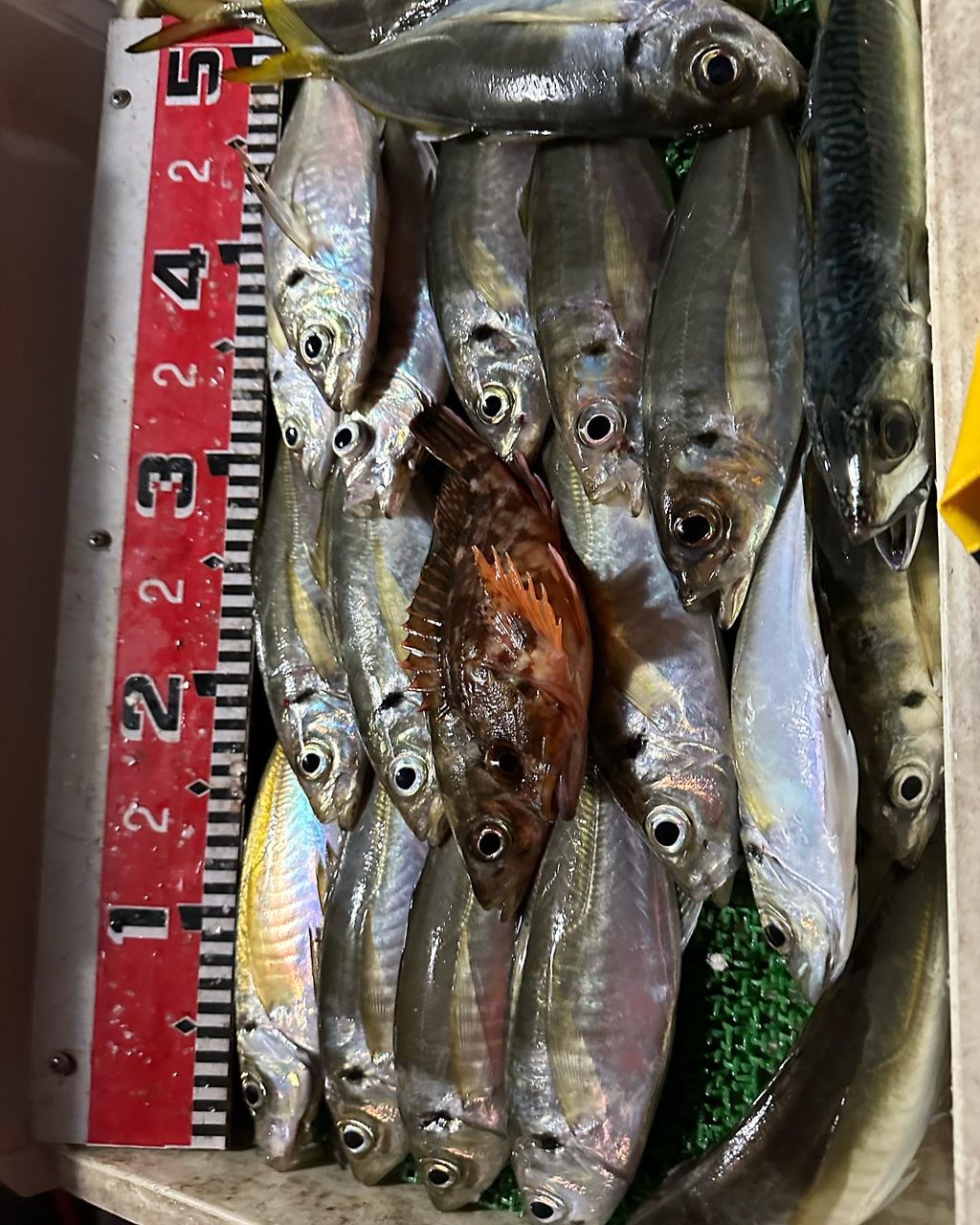 boat angler osetoさんの釣果 2枚目の画像