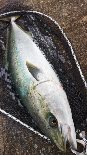 メジロの釣果