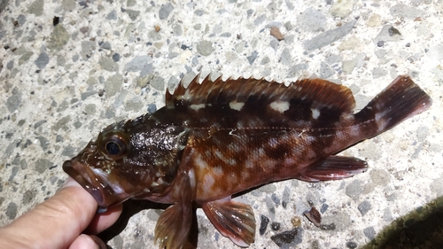 ガシラの釣果