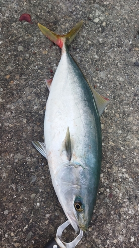 ハマチの釣果