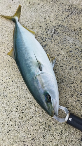 ハマチの釣果