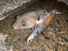 フグの釣果
