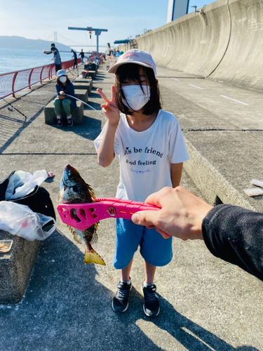 アイゴの釣果