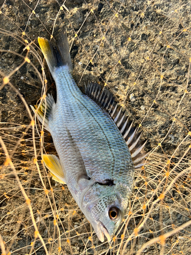 キビレの釣果