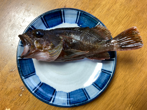 ガシラの釣果