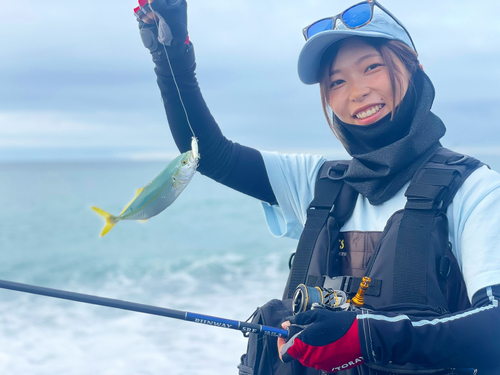 ワカシの釣果