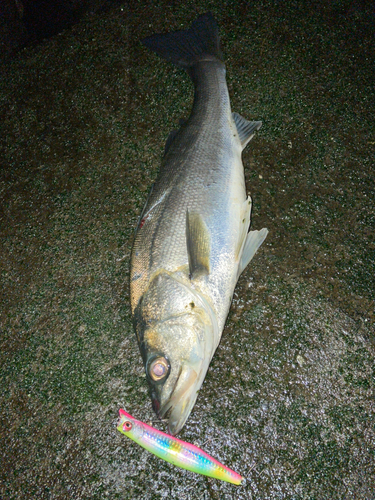 スズキの釣果