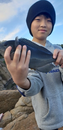 グレの釣果