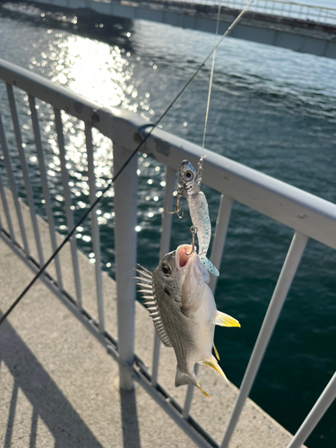 キビレの釣果