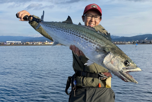 サワラの釣果