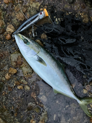 ハマチの釣果