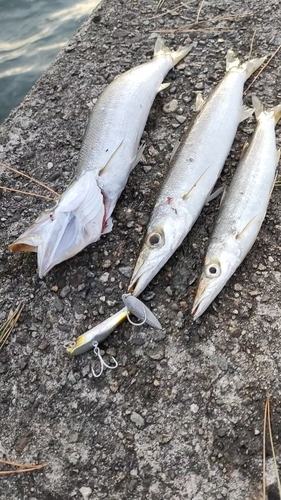 カマスの釣果