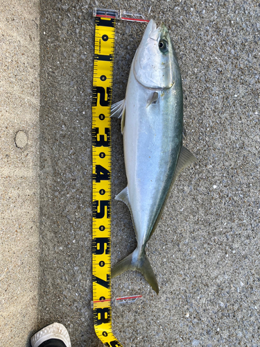 大分県で釣れたヤズの釣り・釣果情報 - アングラーズ | 釣果500万件の