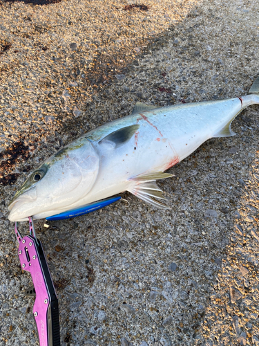 ヤズの釣果