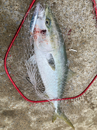 ヤズの釣果